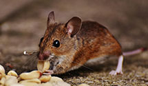 24 Hour & Emergency Exterminators in Castle Pines, CO